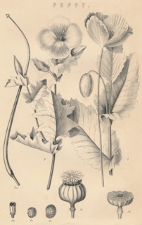 'Poppy', c19th century. Artist: Unknown.