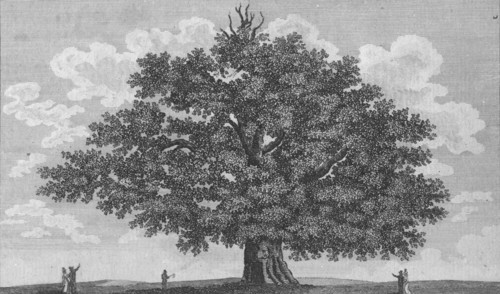 'The Penshurst Oak', 1794. Artist: Unknown.