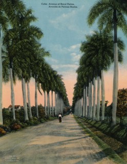 Avenue of royal palms, Cuba, c1920. Artist: Unknown.