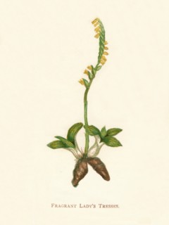 'Fragrant Lady's Tresses', c1891, (1891). Artist: Anne Pratt.