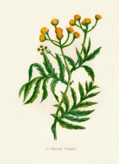 'Common Tansy', c1891, (1891). Artist: Anne Pratt.