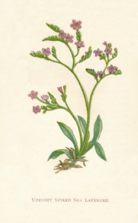 'Upright Spiked Sea Lavender', c1891, (1891). Artist: Anne Pratt.