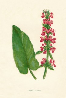 'Wood Betony', c1891, (1891). Artist: Anne Pratt.