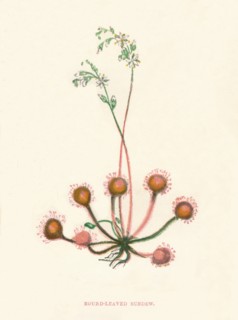 'Round-Leaved Sundew', c1891, (1891). Artist: Anne Pratt.
