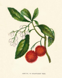 'Arbutus, or Strawberry Tree', c1891, (1891). Artist: Anne Pratt.