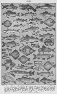 'Fish', 1907, (1907). Artist: Unknown.