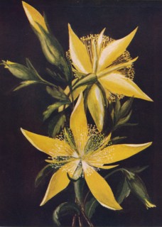 'Blazing Star', c1915, (1915). Artist: Emma Graham Clock.