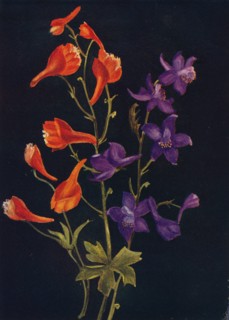 'Scarlet and Blue Larkspur',  c1915, (1915). Artist: Emma Graham Clock.