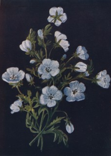 'Baby-Blue-Eyes',  c1915, (1915). Artist: Emma Graham Clock.
