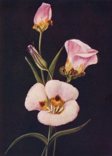 'Mariposa Tulip',  c1915, (1915). Artist: Emma Graham Clock.