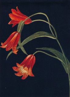 'Scarlet Fritillaria',  c1915, (1915). Artist: Emma Graham Clock.