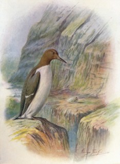 'Guillemot - U'ria troi'le', c1910, (1910). Artist: George James Rankin.