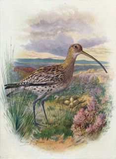 'Curlew - Numen'ius arqua'ta', c1910, (1910). Artist: George James Rankin.