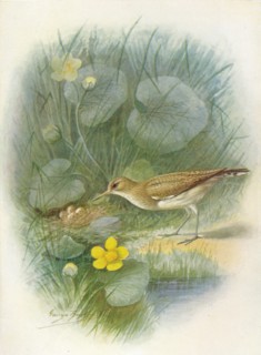 'Common Sandpiper - To'tanus hypoleu'cus', c1910, (1910). Artist: George James Rankin.