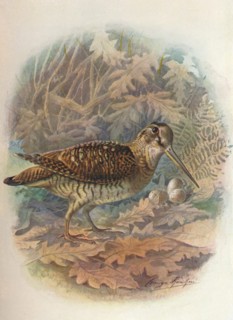 'Woodcock - Scol'opax rustic'ula', c1910, (1910). Artist: George James Rankin.