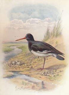 'Oyster-Catcher - Haemat'opus ostral'egus', c1910, (1910). Artist: George James Rankin.