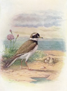 'Ringed Plover - Aegiali'tis hiatic'ola', c1910, (1910). Artist: George James Rankin.