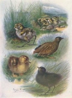 'Types of Nidifugous Nestlings', c1910, (1910). Artist: George James Rankin.