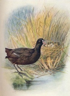 'Coot - Fu'lica at'ra', c1910, (1910). Artist: George James Rankin.