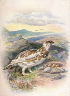'Ptarmigan - Lago'pus mu'tus', c1910, (1910). Artist: George James Rankin.