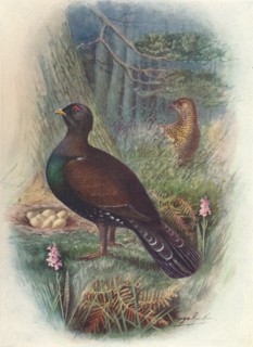 'Capercaillie', c1910, (1910). Artist: George James Rankin.