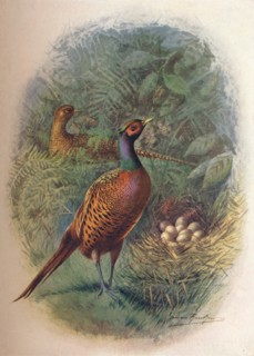 'Pheasant - Phasia'nus col'chicus', c1910, (1910). Artist: George James Rankin.