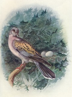 'Turtle-Dove - Tur'tur commu'nis', c1910, (1910). Artist: George James Rankin.