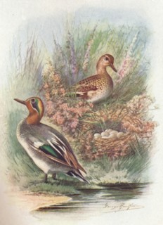 'Teal - Net'tion crec'ca', c1910, (1910). Artist: George James Rankin.