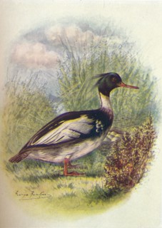'Red-Breasted Merganser - Mer'gus serra'tor', c1910, (1910). Artist: George James Rankin.