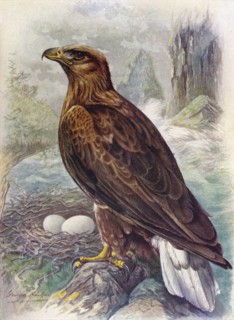 'White-Tailed or Sea-Eagle - Halia'etus albicil'la', c1910, (1910). Artist: George James Rankin.