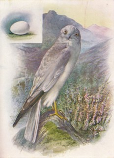 'Hen-Harrier - Cir'cus cyan'eus', c1910, (1910). Artist: George James Rankin.