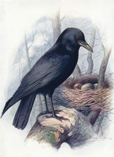 'Carrion-Crow - Cor'vus coro'ne', c1910, (1910). Artist: George James Rankin.