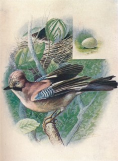 'Jay- Gar'rulus glanda'rius', c1910, (1910). Artist: George James Rankin.