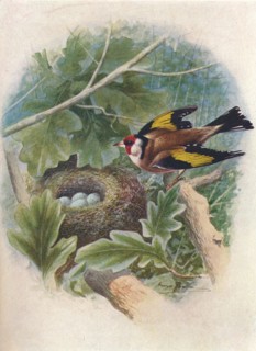 'Goldfinch - Cardue'lis el'egans', c1910, (1910). Artist: George James Rankin.