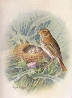 'Corn-Bunting - Emberi'za milia'ria', c1910, (1910). Artist: George James Rankin.