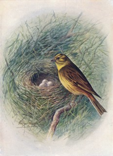 'Yellow-Hammer or Yellow-Bunting - Emberi'za citrinel'la', c1910, (1910). Artist: George James Rankin.