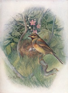 'Cirl-Bunting - Emberi'za cirl'us', c1910, (1910). Artist: George James Rankin.