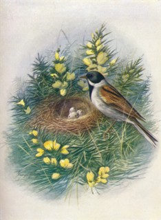 'Reed Bunting - Embri'za schoe'niclus', c1910, (1910). Artist: George James Rankin.
