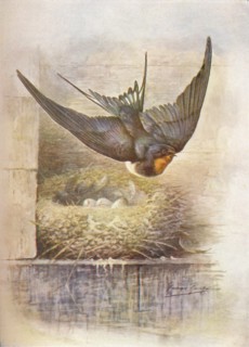 'Swallow - Hirun'do rus'tica', c1910, (1910). Artist: George James Rankin.