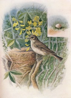 'Spotted Fly-Catcher - Muscic'apa gris'ola', c1910, (1910). Artist: George James Rankin.