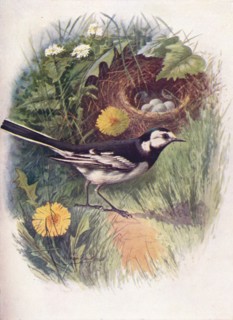 'Pied Wagtail - Motacil'la lu'gubris', c1910, (1910). Artist: George James Rankin.