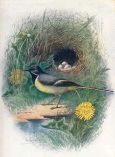 'Gray Wagtail - Motacil'la melano'pe', c1910, (1910). Artist: George James Rankin.