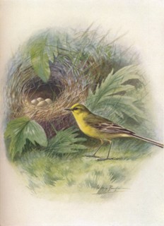 'Yellow Wagtail - Motacil'la rai'i', c1910, (1910). Artist: George James Rankin.