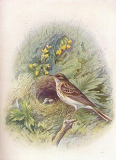 'Tree-Pipit - An'thus trivia'lis', c1910, (1910). Artist: George James Rankin.