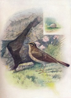 'Rock-Pipit - An'thus obscu'rus', c1910, (1910). Artist: George James Rankin.