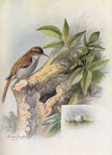 'Tree-Creeper - Cer'thia familia'ris', c1910, (1910). Artist: George James Rankin.
