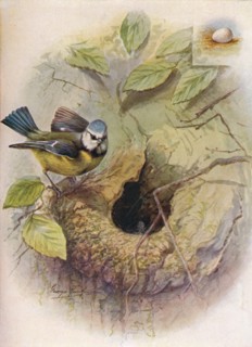 'Blue Tit - Pa'rus caeru'leus', c1910, (1910). Artist: George James Rankin.