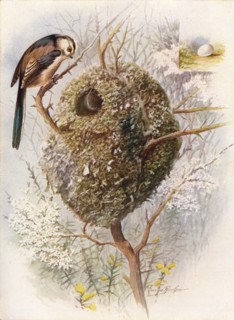 'Long-Tailed Tit - Acred'ula cauda'ta', c1910, (1910). Artist: George James Rankin.