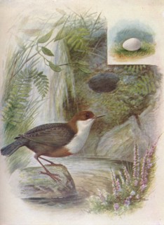 'Dipper or Water-Ousel  - Cin'clus aquat'icus', c1910, (1910). Artist: George James Rankin.