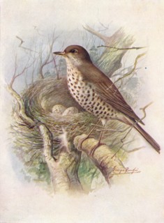 'Mistle-Thrush - Tur'dus visciv'orus', c1910, (1910). Artist: George James Rankin.